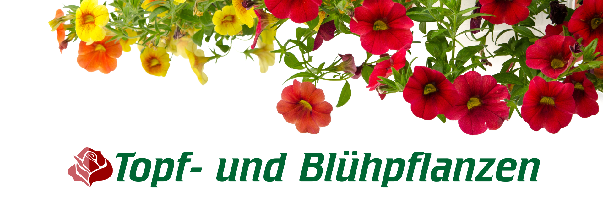 Eyecatcher Topf- und Blühpflanzen