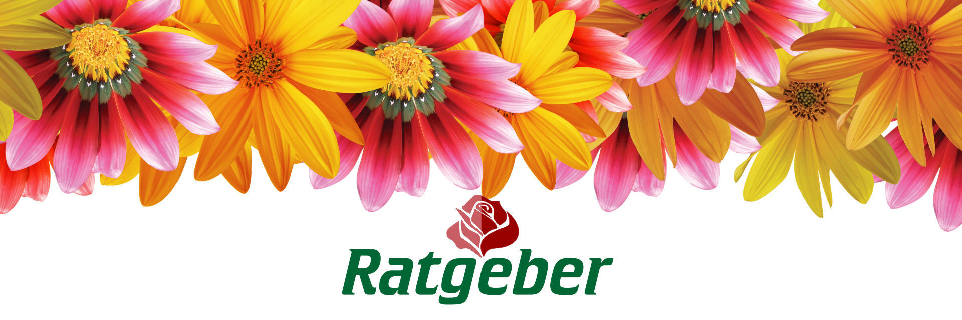 Eyecatcher Ratgeber