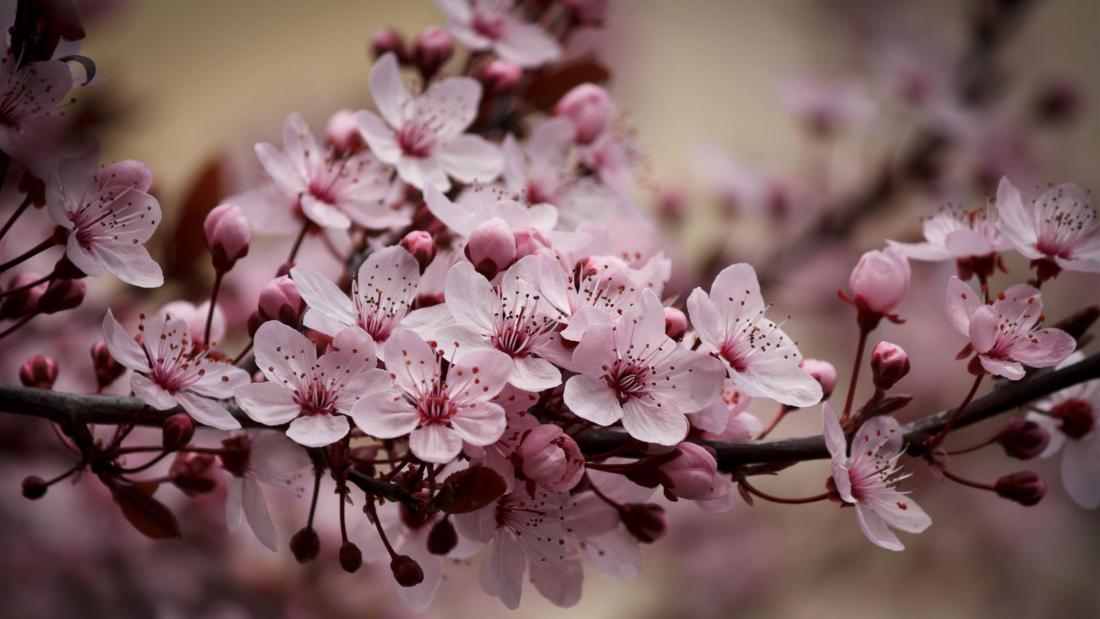 Kirschblüte