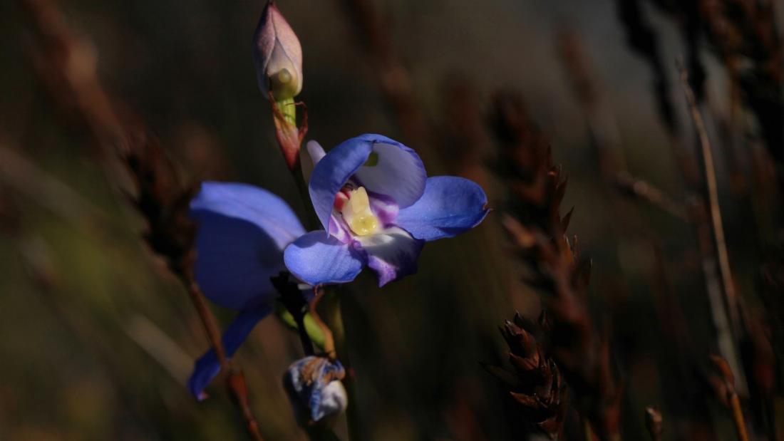 Blume