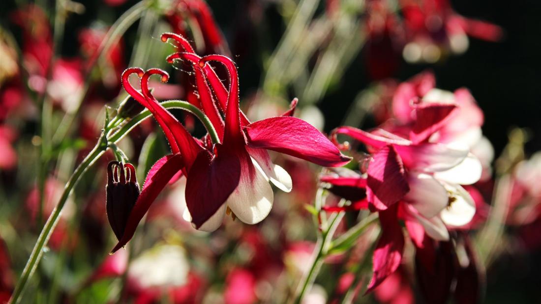 Blumen