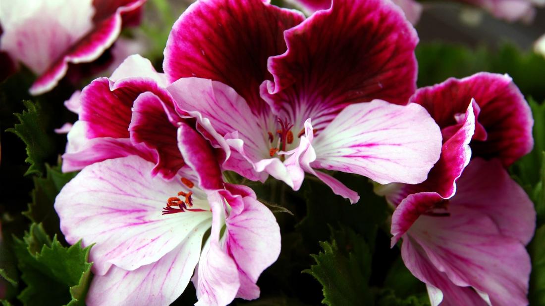 Blumen