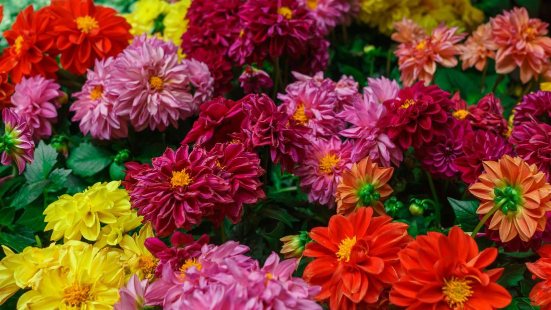 Blumen