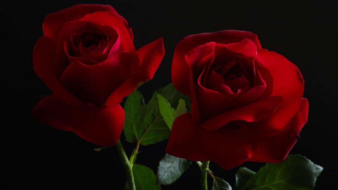 Rosen