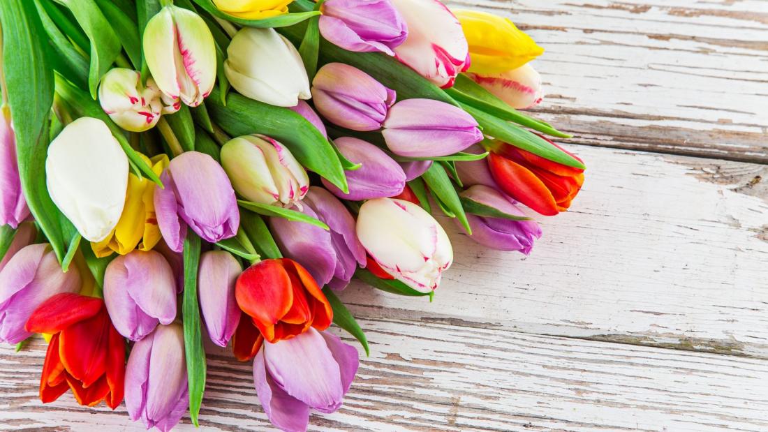 Tulpen