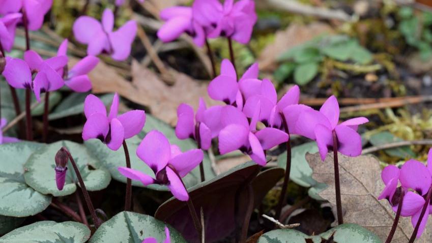 Blumen