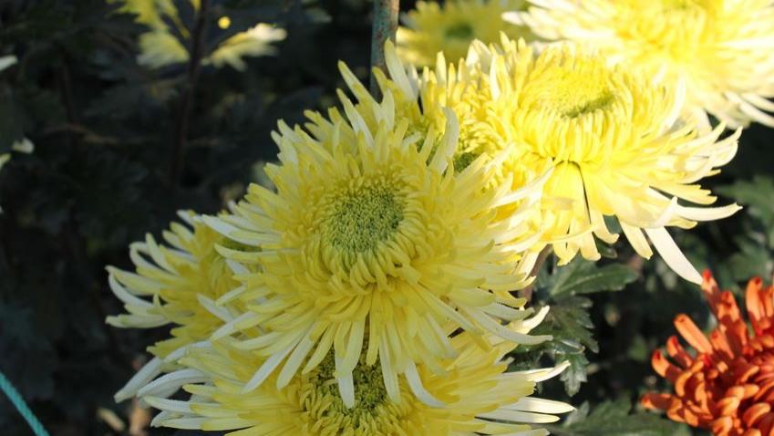 Blumen
