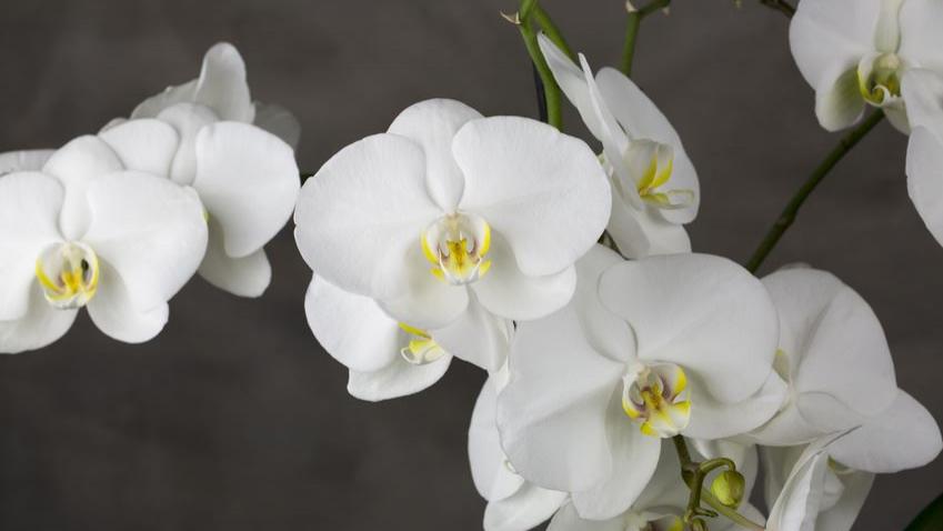 Blumen