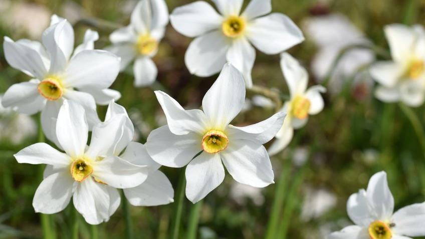 Blumen