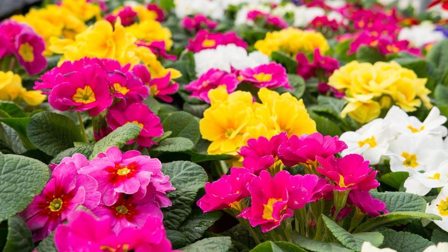 Blumen