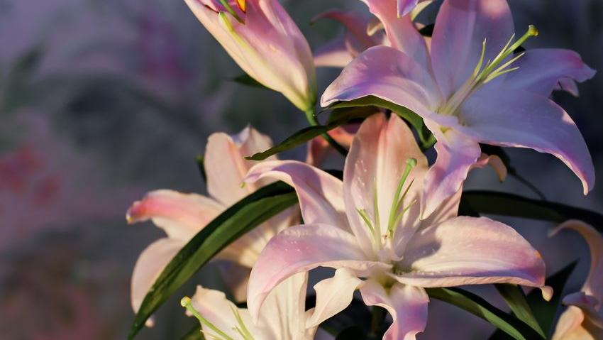 Lilien