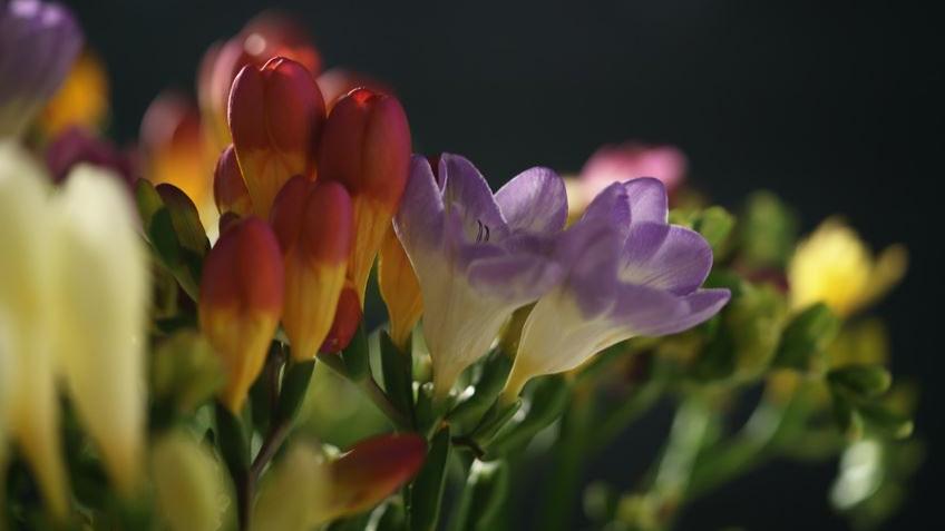 Blumen