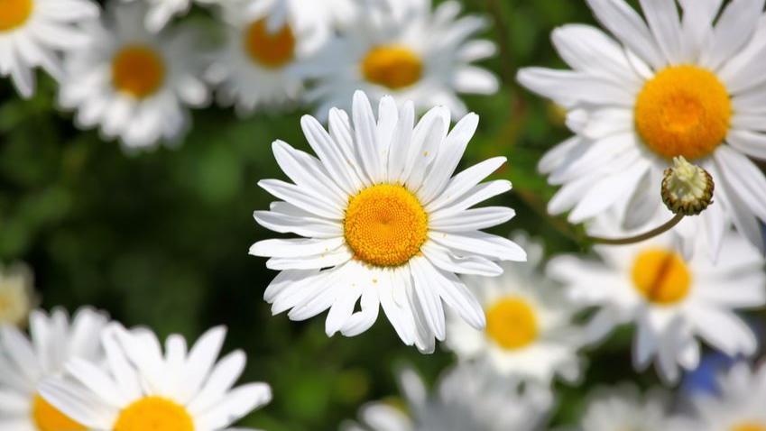 Blumen