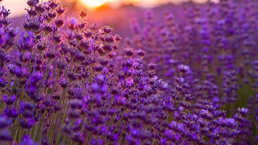 Blumenwiese