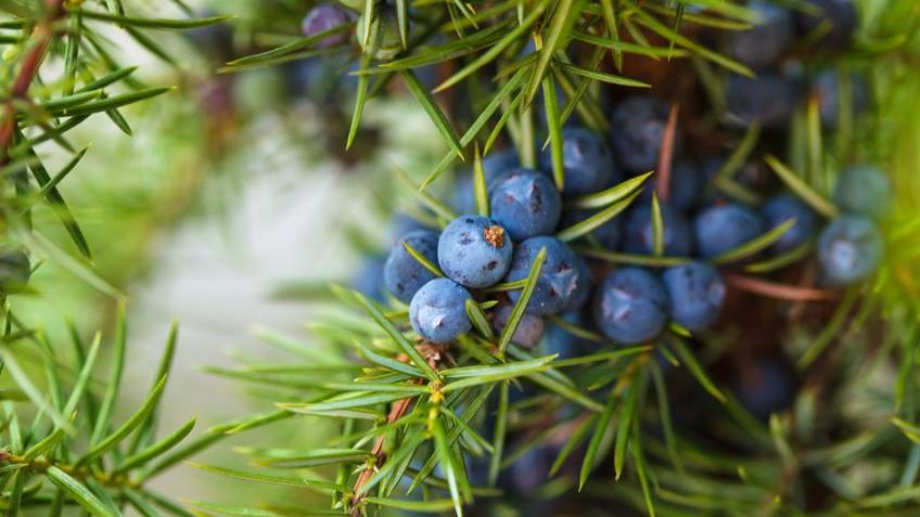 Beeren am Zweig
